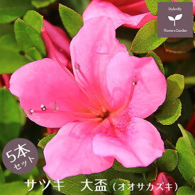 楽天市場 サツキツツジの通販