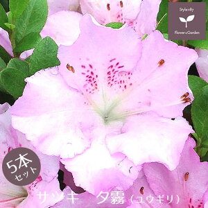 TcLccW c [ 5{Zbg 15cm|bg A   