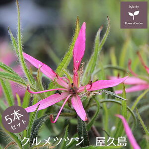 NccW c v 5{Zbg 15cm|bg A   