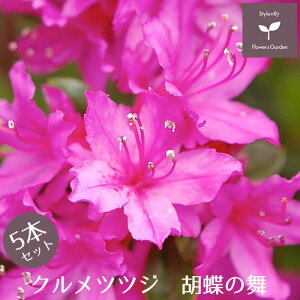 NccW c Ӓ̕ 5{Zbg 15cm|bg A   