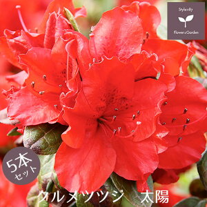 NccW c z 5{Zbg 15cm|bg A   