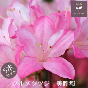 NccW c ēs 5{Zbg 15cm|bg A   
