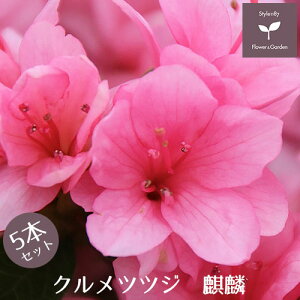 NccW c i 5{Zbg 15cm|bg A   