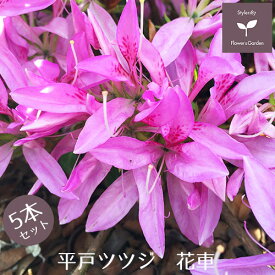 楽天市場 常緑 低木の通販