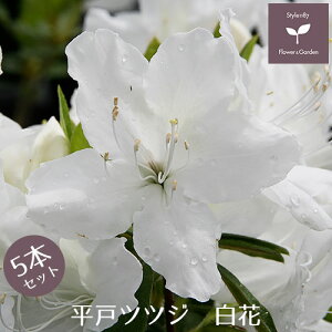 ˃ccW c  5{Zbg 15cm|bg A   