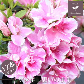 楽天市場 サツキ 植木 ガーデニング 農業 花 ガーデン Diyの通販
