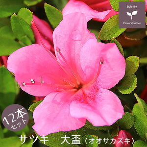 TcL@u@12{Zbg@15cm|bg@y A   ؁z