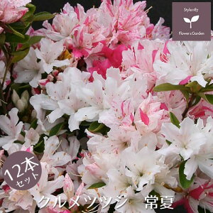 NccW@ā@12{Zbg@15cm|bg@y A   ؁z