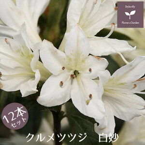 NccW@@12{Zbg@15cm|bg@y A   ؁z