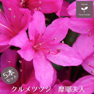 NccW vl 5{Zbg 15cm|bg A     E