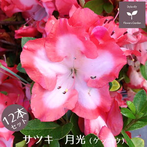 TcLccW  12{Zbg 15cm|bg A     E