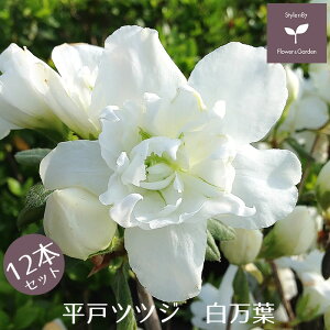 ˃ccW t 12{Zbg 15cm|bg A     E