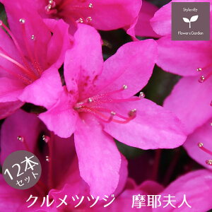 NccW vl 12{Zbg 15cm|bg A     E
