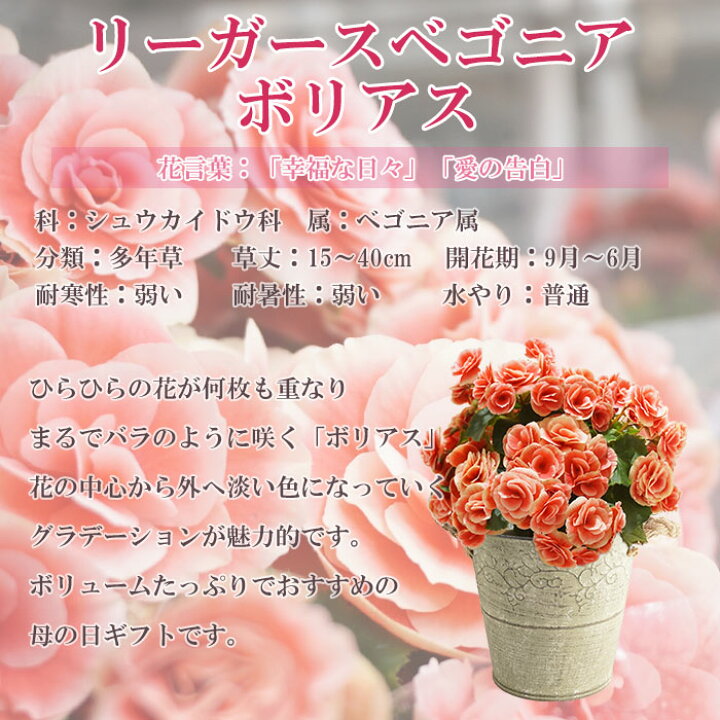 楽天市場 まだ間に合う 母の日 プレゼント ギフト リーガースベゴニア ボリアス5号 ブリキバスケット 5月8日 鉢花 送料無料 沖縄 離島を除く Style1187