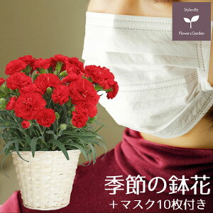 マスク付き 母の日 プレゼント ギフト カーネーションなどの5号 鉢花 注文後3〜4日以内に発送 送料無料 沖縄・離島を除く