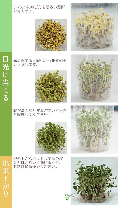 楽天市場 スプラウト 種 ルビーかいわれ大根 話題のタネを送料無料でご自宅までお届け Style1187