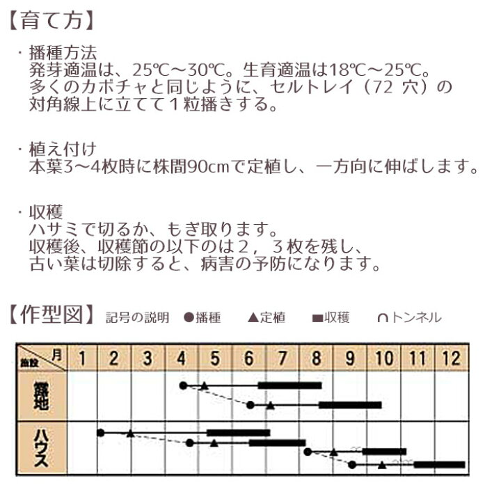 野菜のタネ コロッセオ イタリアの珍しい種を送料無料でお届け ロメインレタス 最大46 Offクーポン ロメインレタス