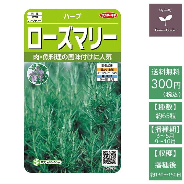 楽天市場 野菜の種 実咲ハーブ80 ハーブ ローズマリー サカタのタネ Style1187