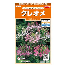 花の種　実咲花7165 クレオメ　カラーフォンテンミックス サカタのタネ