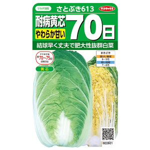  @nNTCƂԂ613 TJ^̃^l