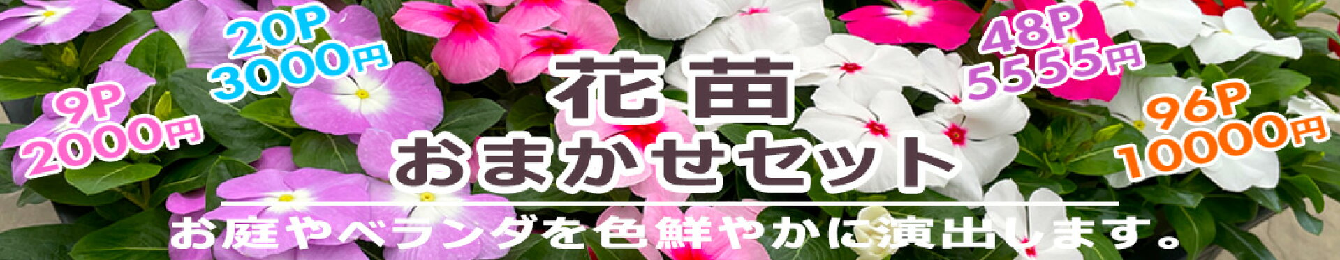 花苗