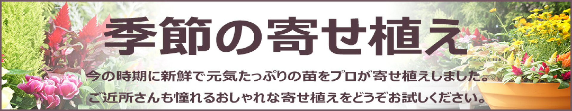 寄せ植え