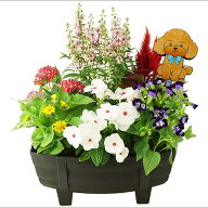 季節の寄せ植え 夏 タル型鉢 黒 ギフトにも最適な季節のお花を寄せ植えに。【ギフト プレゼント ガーデン…