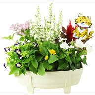 季節の寄せ植え 夏タル型鉢 白 ギフトにも最適な季節のお花を寄せ植えに。【ギフト プレゼント ガーデン…