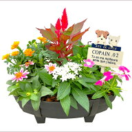 【スーパーSELE 20%OFF】季節の寄せ植え 夏 タル型鉢 黒 ギフトにも最適な季節のお花を寄せ植えに。【ギ…