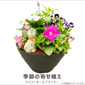 お買得！季節の寄せ植え 夏 丸型黒鉢 ギフトにも最適な季節のお花を寄せ植えに。【ギフト プレゼント ガーデンピック 玄関 ベランダ 送料無料 沖縄・離島を除く】