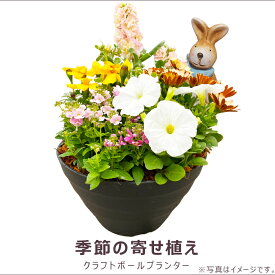 お買得！季節の寄せ植え 春 丸型黒鉢 ギフトにも最適な季節のお花を寄せ植えに。【ギフト プレゼント ガーデンピック 玄関 ベランダ 送料無料 沖縄・離島を除く】