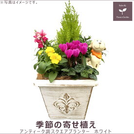 季節の寄せ植え 冬 アンティーク調 スクエアプランター ホワイト　ギフトにも最適な季節のお花を寄せ植えに。【ギフト プレゼント ガーデンピック 玄関 ベランダ 送料無料 沖縄・離島を除く】
