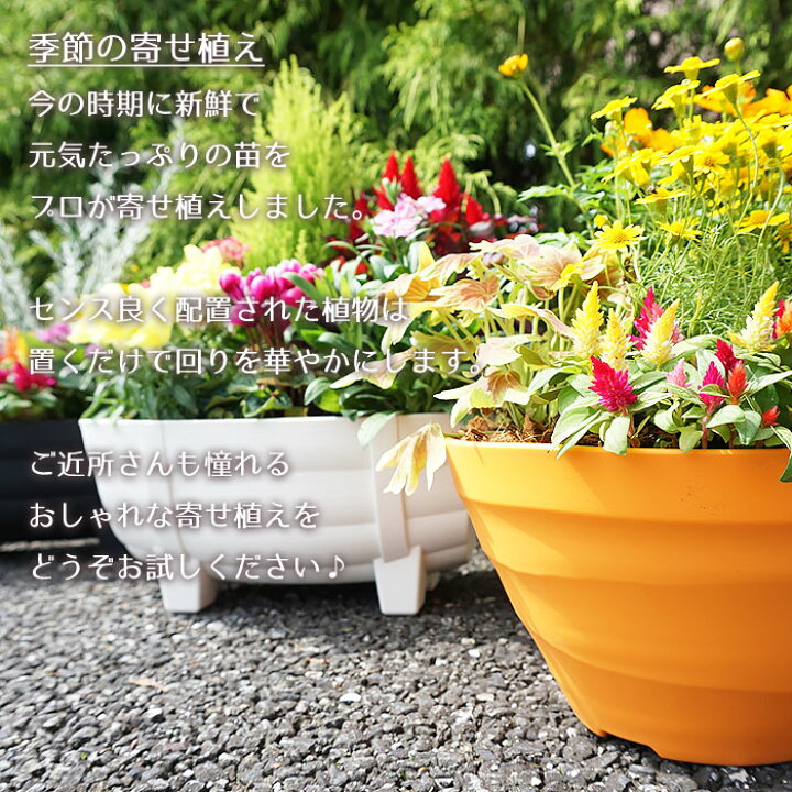 楽天市場 季節の寄せ植え 夏 秋 タル型鉢 白 ギフトにも最適な季節のお花を寄せ植えに 敬老の日 プレゼント ガーデンピック 玄関 ベランダ 送料無料 沖縄 離島を除く Style1187