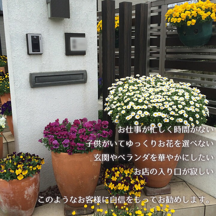 楽天市場 季節の寄せ植え 夏 秋 タル型鉢 白 ギフトにも最適な季節のお花を寄せ植えに 敬老の日 プレゼント ガーデンピック 玄関 ベランダ 送料無料 沖縄 離島を除く Style1187