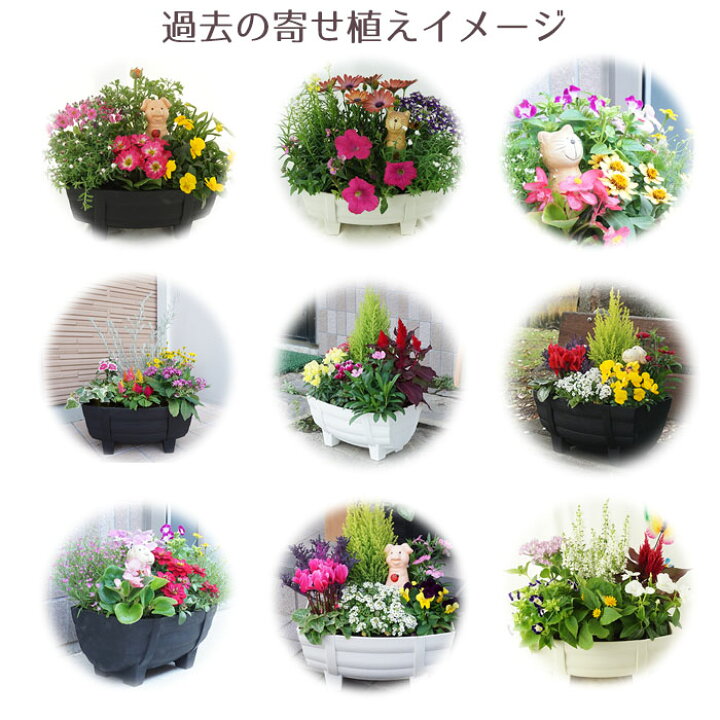 市場 白とパープル系の大人の寄せ植え おしゃれ 苗 プレゼント ホワイト パープル エレガント シック 寄せ植え 鉢植え 季節の寄せ植え 華やか