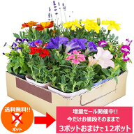 今だけ増量中！花苗 セット 送料無料 夏のお花おまかせ9ポット ⇒12ポットに増量中！沖縄・離島を除く