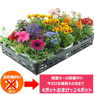 今だけ増量中！花苗 セット 送料無料 夏のお花おまかせ20ポット ガーデニングに最適です。今だけ20ポット…