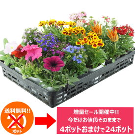 今だけ増量中！花苗 セット 送料無料 夏のお花おまかせ20ポット ガーデニングに最適です。今だけ20ポット⇒24ポットに増量中！沖縄・離島を除く