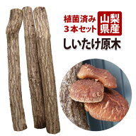 【送料無料※沖縄除く】山梨県産 しいたけ原木 3本セット 菌駒打ち済み おいしい椎茸栽培 安心の放射線検…