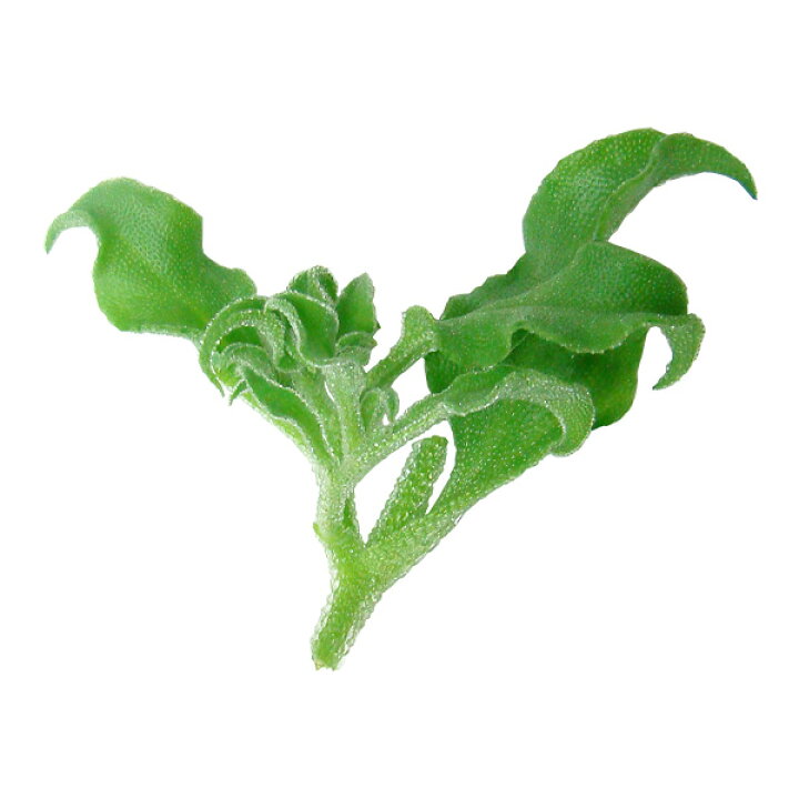 楽天市場 塩味の新食感野菜 アイスプラント シャインリーフ 250g プチプチはじける不思議食感 熱中症対策にも スタイルマーケット 楽天市場店 楽天市場 塩味の新食感野菜 アイスプラント シャインリーフ 250g プチプチはじける不思議食感 熱中症対策にも スタイルマーケット 楽天市場店