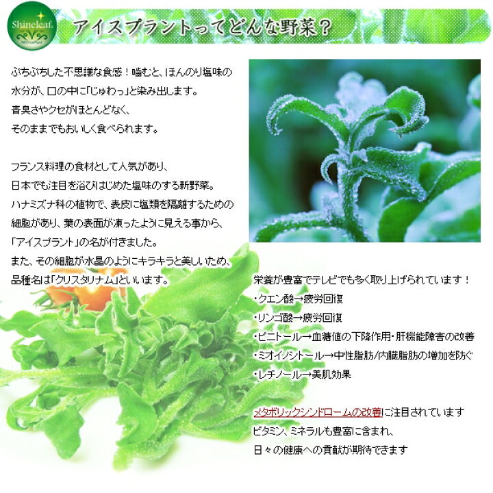 楽天市場 塩味の新食感野菜 アイスプラント シャインリーフ 250g プチプチはじける不思議食感 熱中症対策にも スタイルマーケット 楽天市場店 楽天市場 塩味の新食感野菜 アイスプラント シャインリーフ 250g プチプチはじける不思議食感 熱中症対策にも スタイルマーケット 楽天市場店