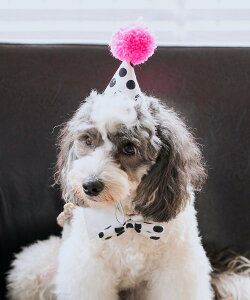 ySALE^50%OFFzROPE' PICNIC PASSAGE yDOGzycomif(R~t)*ROPE' PICNICzo[Xf[Zbg ysNjbN ybgpi ybgEFAEybg sN