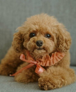 ROPE' PICNIC PASSAGE yDOGz`[X^C ysNjbN ybgpi ybgEFAEybg IW