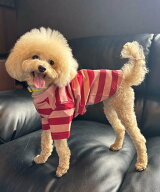 LEPSIM 【PET】ボーダーアソートT レプシィム ペット用品 ペットウェア・ペット服 ピンク ブルー グリー…