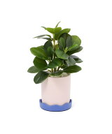 Francfranc ポット付きアートグリーン ぺペロミア S 人工観葉植物 装飾 フランフラン インテリア・生活雑…