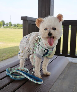 ySALE^30%OFFzBIRTHDAY BAR ySAHIR Tq[zPET HARNESS ybgn[lX o[XfCo[ ybgpi ̑̃ybgpi O[ sN