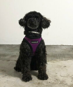 Magine PUPPIA:psA \tg xXg n[lX }[W ybgpi ybgpցEn[lXE[h O[ CG[ IW O[ sN lCr[ p[v ubN uE x[W 