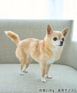 【DOG】ボア衿アソート柄ベスト