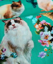 ニコアンティーク 単衣着物 CATサンクチュアリ