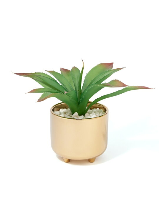 楽天市場】【SALE／58%OFF】Francfranc ポット付グリーン アガベ S 